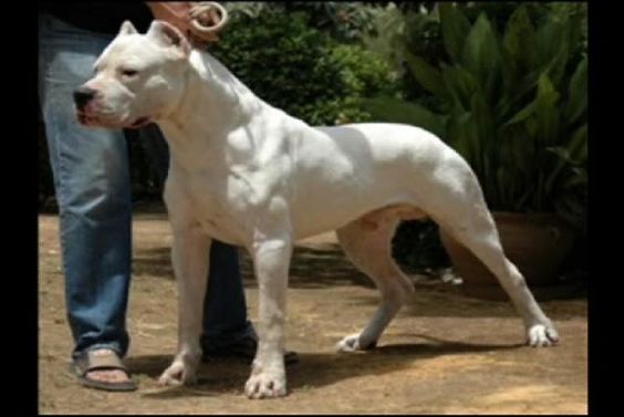 Dogo Argentino - from  I want one of these one day!!!