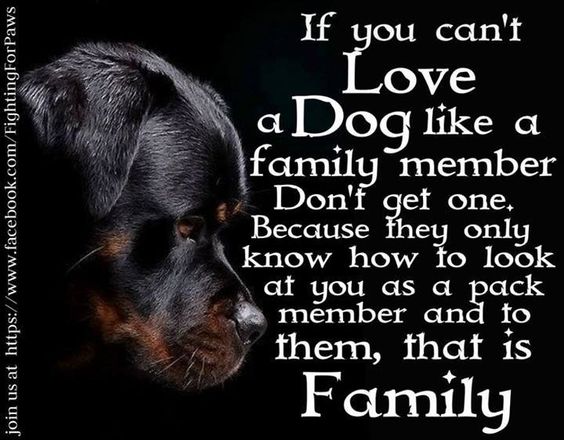 dogs are family