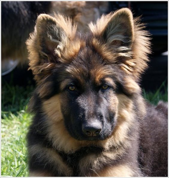 Dogs: #Long-Haired #German #Shepherd puppy, from Crooked River German Shepherds,Ohio; specializes in LHGSDs. #