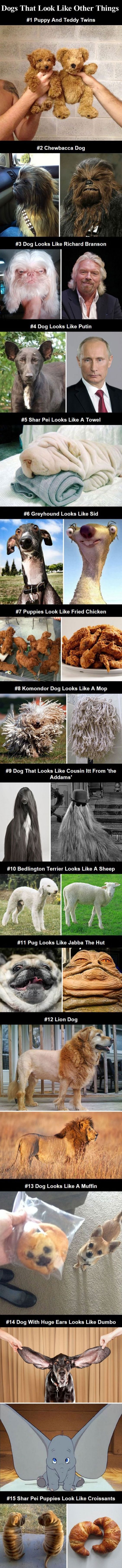 Dogs That Look Like Other Things cute animals dogs adorable dog puppy animal pets lol puppies humor funny pictures funny animals funny pets funny dogs