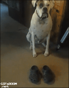 Dogs with shoes XD