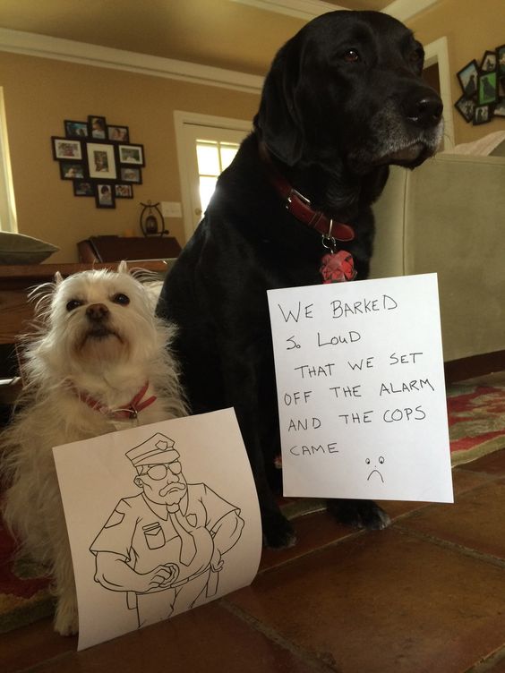 Dogs with Signs of Shame | Dog Wall of Shame