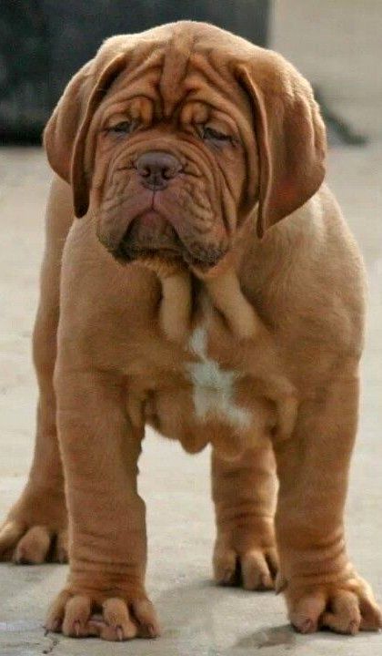 Dogue de Bordeaux Puppy (French Mastiff ) - 15 Reasons Dogs Will Make You a Better Person