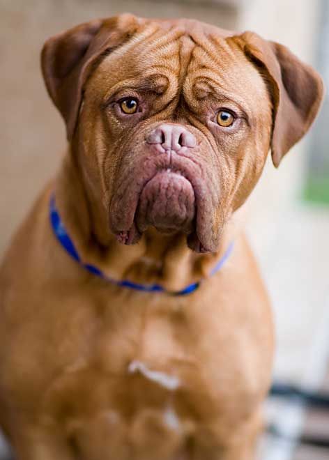 Dogue de Bordeaux—this French mastiff is a very powerful dog, with a very muscular body. They have a calm temperament, are extremely loyal, patient and devoted to their families. Fearless and confrontational with strangers, they are first class watch and guard dogs.