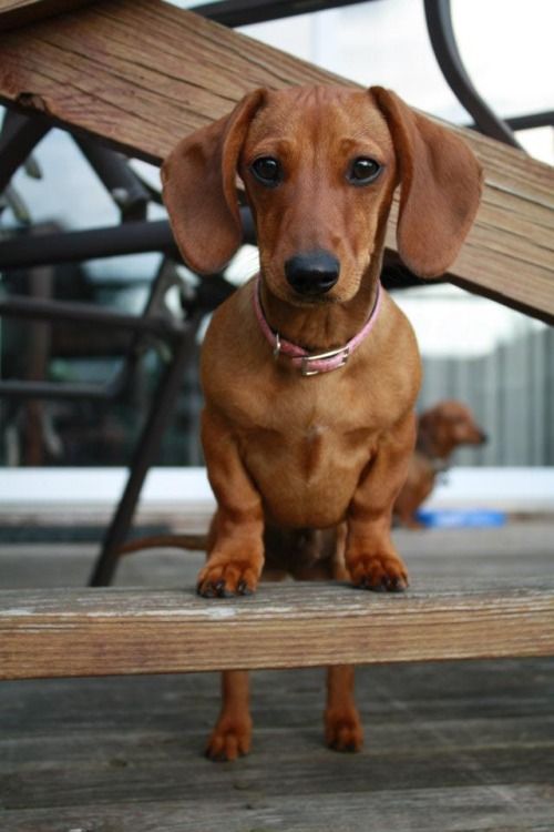 Doing what doxies do best,  watching every move you make
