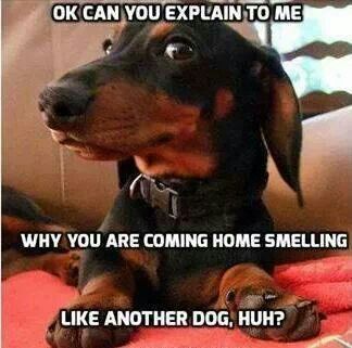 Don't be jealous, it was a puppy! #dogs #pets #Dachshunds