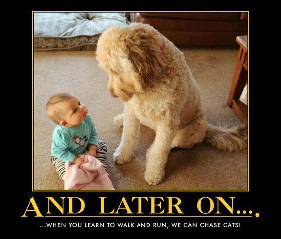 Doodle wisdom #goldendoodle #dogs #cute love this!