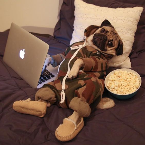 Doug the Pug — “Netflix, party of one” -Doug
