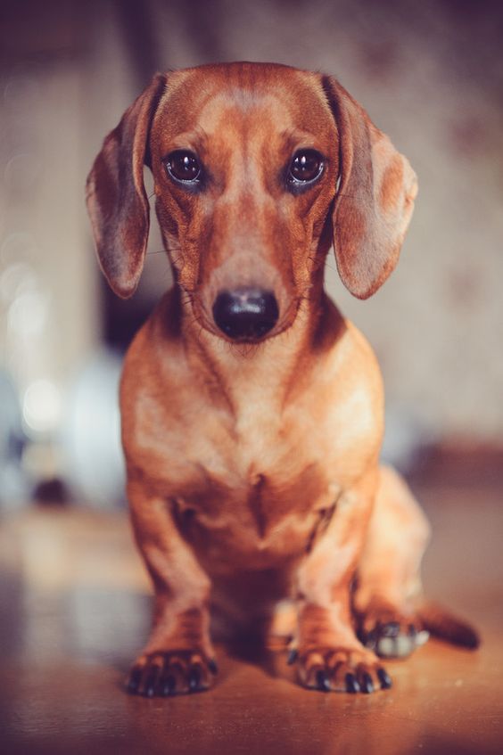 Doxie Love.  Oh it's the look, so gorgeous, it's al planned you know.  My little girl does this to me with full knowledge she is going to get her  way.