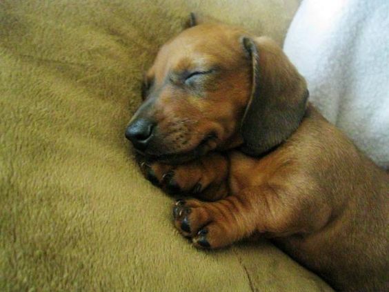 Doxie puppy sleeping! so cute