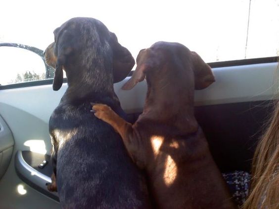 Doxies in cars