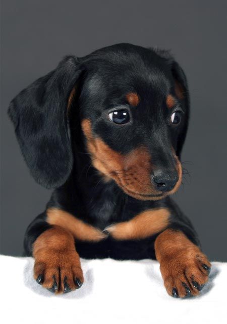 Doxies- Now that i got your attention I am going to point you in the direction of The Zoe dog Car Seat made for small dogs under 25 lbs. Search Ebay for Zoe dog car Seats. Zoe dog car seats make traveling fun for everyone! This is exactly how my Zoe looked 12 years ago as a pup.
