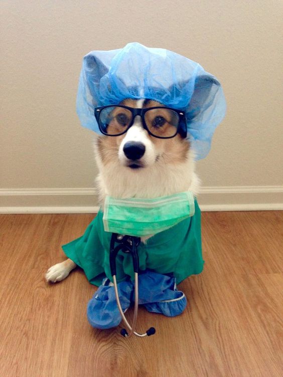 Dr. Corgi says: “You fell off the woof and broke a bone? Sounds ruff.” / via