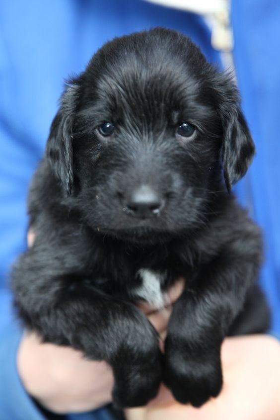 ♥DS♥ 146 (POPULAR PIN) Flat Coated Retriever Puppy