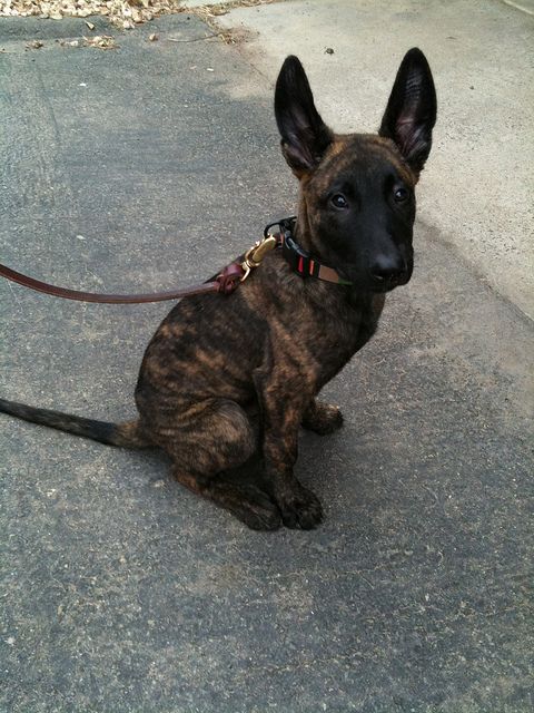 dutch shepherd pup cutest thing I have ever seen!!!!!
