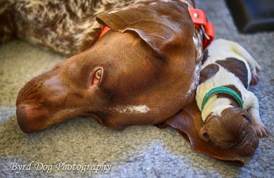 Ear Pillow!! - One day old German Shorthaired Pointer Puppy. Adventures of a GSP Hunting Dog