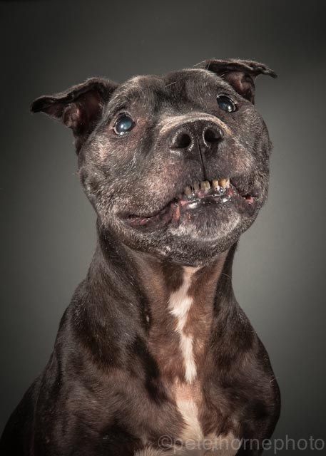 Elmo | A Photographer Is Taking The Most Adorable And Touching Pictures Of Incredibly Old Dogs