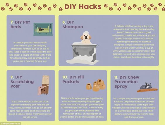 Elsewhere, the infographic contains DIY tips including how to make dog shampoo and 'chew prevention spray' using different vinegars to make a spray that tastes of bitter apple (described above)