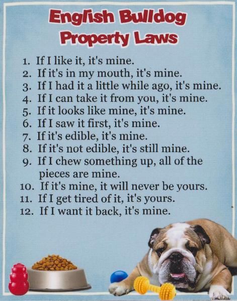 English Bulldog House Rules - I think this goes for my French Bulldog too.