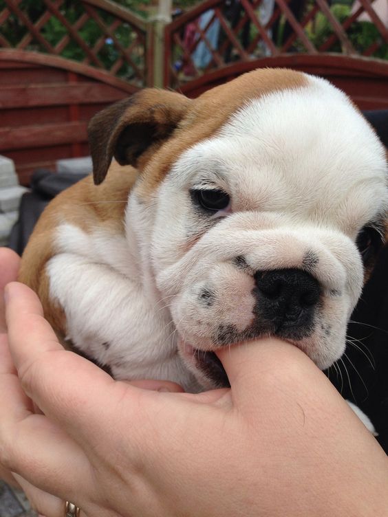 English Bulldog puppy #english #bulldog #englishbulldog #bulldogs #breed #dogs #pets #animals #dog #canine #pooch #bully #doggy #cute #sweet #puppy #puppies #bullies