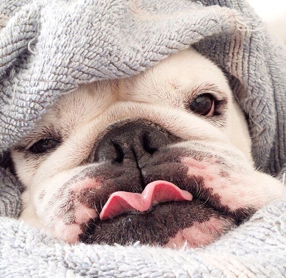 English Bulldog's post-bath look