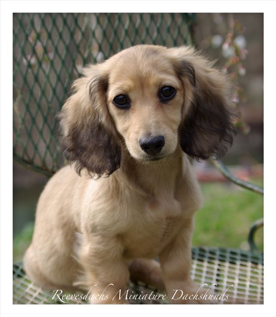 English Cream Long Hair Mini Dachshund, i love wiener dogs but this one with the very dark eyes is kinda creeping me out. She looks like a demon wiener dog!