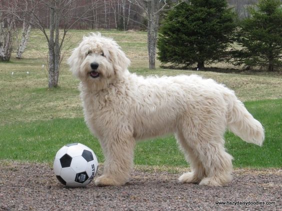 English Goldendoodle. Love the full coat with a clean, trimmed look for winter!