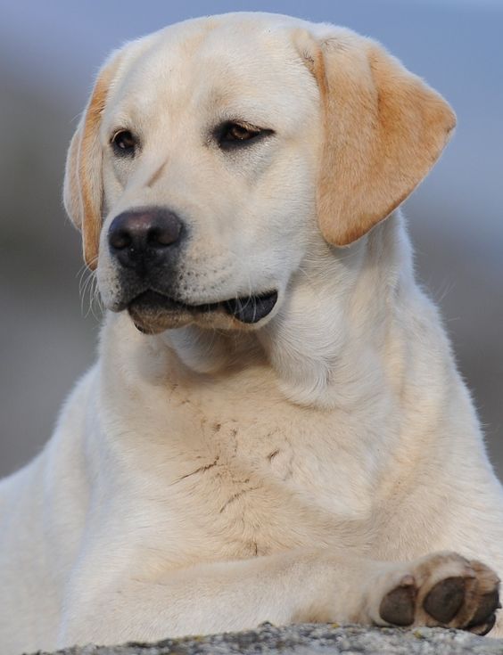 English Labradors - I love the white base and yellow ears! Sooo cute!❤️