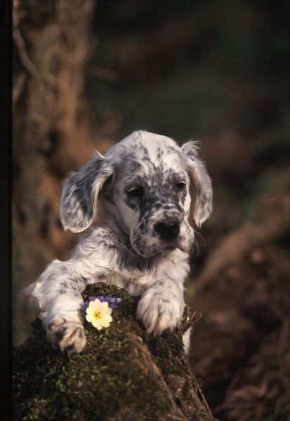 English Setter puppy - oh gosh that's cute.