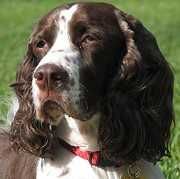 English Springer Rescue America needs volunteers and foster parents.