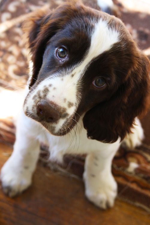 English Springer Spaniels will always have a special place in my heart. And i will probably always want one ♥