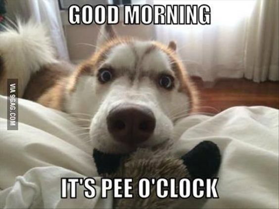 Every. Single. Morning. Good morning its pee o'clock. Puppy waking up their human. So cute!