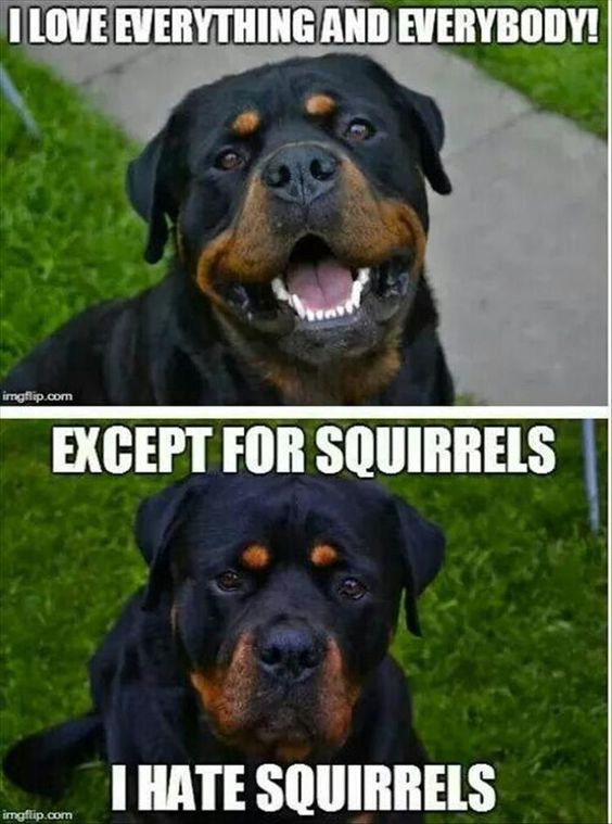Except squirrels