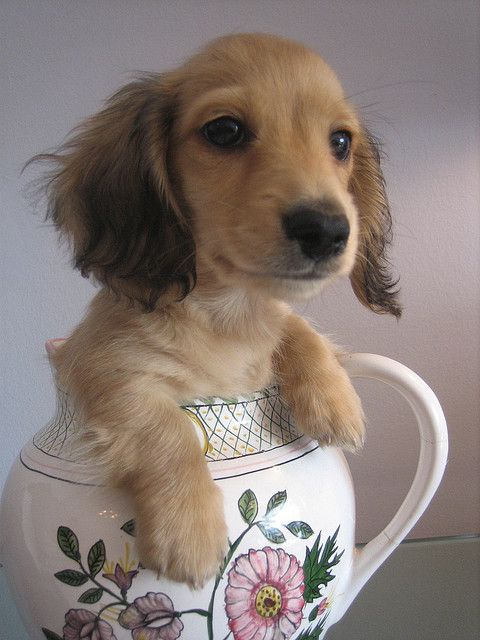 Fabio the long-haired English cream mini-dachshund