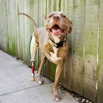Fifty's story: Two-legged pit bull makes friends and educates about his breed