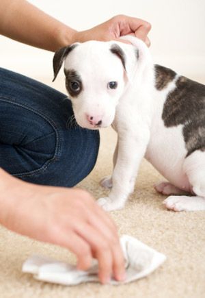 Five Steps for Housetraining Your Puppy in (Almost) a Week