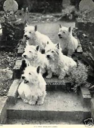 Five Westie West Highland Terrier Dogs in A Garden 1934 Vintage Dog Photo Print