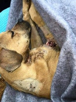 Florida rescue tackles first horrific dog torture case of 2015. Please donate for his extensive medical needs. :'( Thankfully he survived this horrible abuse!