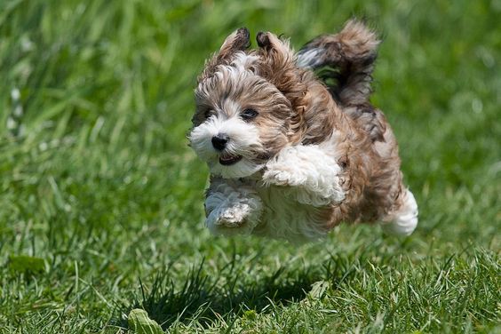 Flying Havanese Puppy