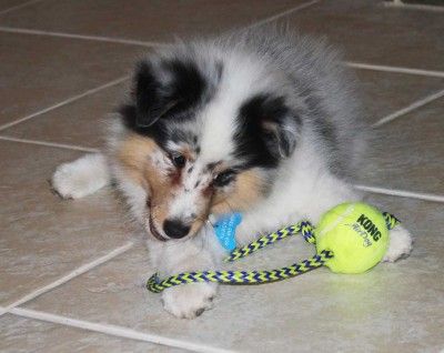 For all who don't know, this is very much a blue merle Sheltie puppy. :)