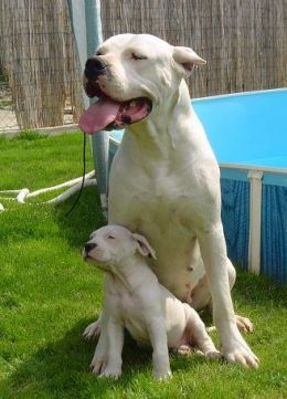 For Dog Lovers: Ever thought about getting a Dogo Argentino?