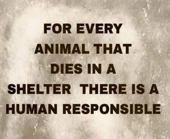 For every animal that dies in a shelter there is a human responsible.