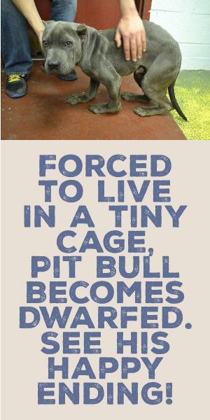 Forced To Live In A Tiny Cage, Pit Bull Becomes Dwarfed. See His Happy Ending!!