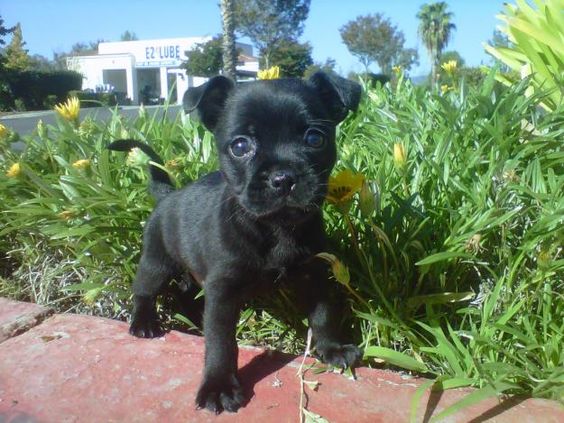 French bull dog and Chihuahua mix-Seriously, this is my next  need to convince my other half.