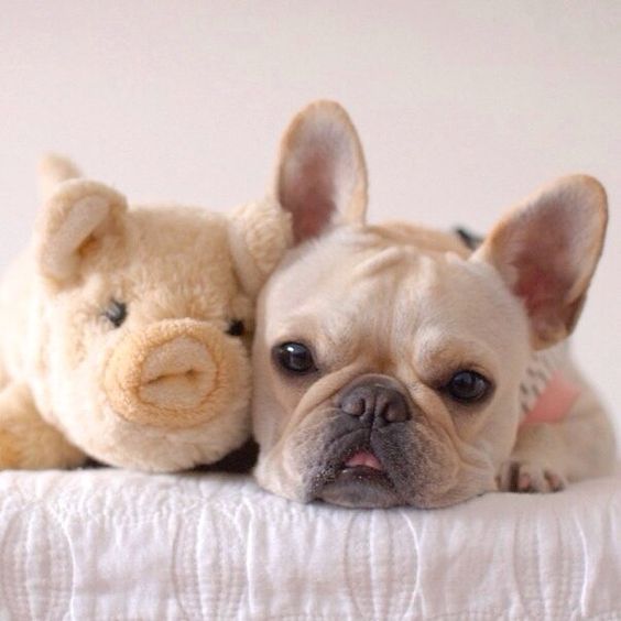 French Bulldog and his 'Piggy'.