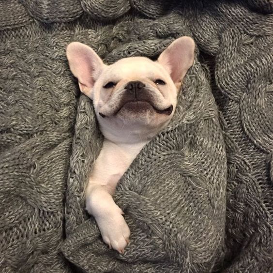 French Bulldog 'Bat-Pig in a Blanket'.❤️❤️