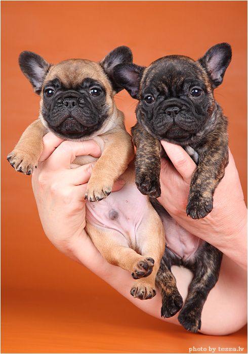 French Bulldog Puppies. I need one!
