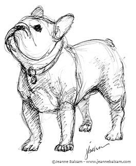 French Bulldog Sketches – III | Still A Dreamer