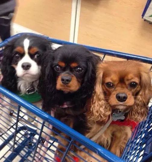 from left to right is tricolor (white, tan and black), black and tan, and thirdly a ruby Cavalier King Charles Spaniels