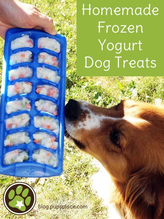 frozen-yogurt-dog-treats